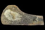 Hadrosaur (Edmontosaurus) Bone Section - South Dakota #113596-1